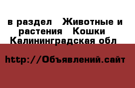  в раздел : Животные и растения » Кошки . Калининградская обл.